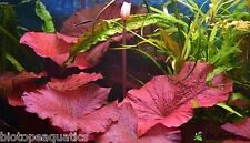 Nymphaea rubra red for sale  DRONFIELD