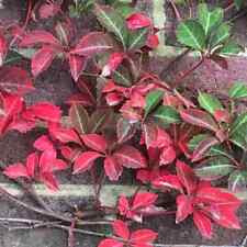 Virginia creeper parthenocissu for sale  ASHFORD