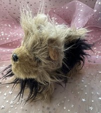 Soft yorkie yorkshire for sale Soft yorkie yorkshire for sale  CAMBRIDGE