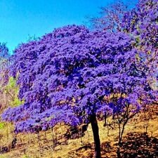 Holywood lignum vitae for sale  Lincolnton