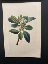 Cerbera laurifolia hand for sale  CANTERBURY