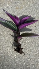 Tradescantia nanouk pink for sale  GLOUCESTER