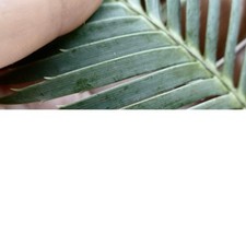 Dioon merolae no usato  Napoli