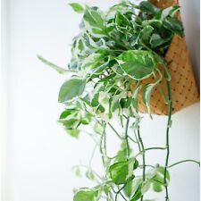 Pothos pearls jade for sale  Matthews