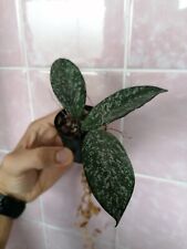 Hoya carnosa stardust for sale  Shipping to Ireland