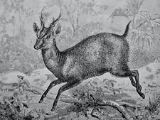 C1894 antique deer for sale  UK