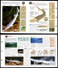 European sturgeon fish for sale  SLEAFORD