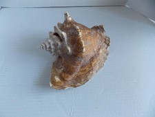 Conch shell horn for sale  Friendswood