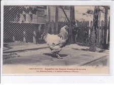 coq brahma d'occasion coq brahma d'occasion Expédié en Belgium