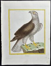 Martinet buffon goshawk. d'occasion  Expédié en Belgium