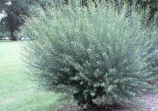Basket willow bush for sale  Chariton