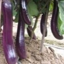 250 eggplants seeds for sale  Buffalo