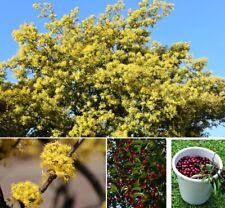 Winterharter wildkirsche baum gebraucht kaufen  Kaiserslautern