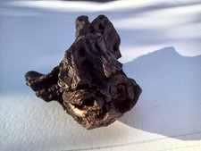 Rare fossil alligator for sale  SALE