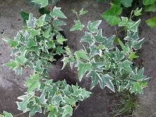 Efeu hedera helix gebraucht kaufen  Apen