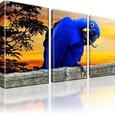 Papagei tier vogel gebraucht kaufen  Deutschland