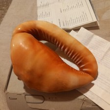 conchiglie grandi usato conchiglie grandi usato Messina
