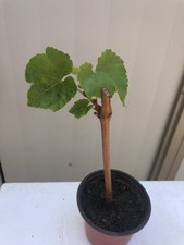 Grape pot sweet for sale  El Monte