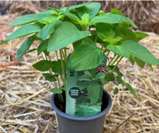 Basil lemon aromatic for sale  WORKSOP