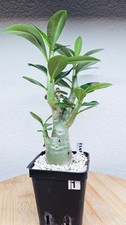 Adenium arabicum thai d'occasion  Blagnac
