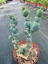 Myrtillocactus geometrizan sta d'occasion  Expédié en Belgium