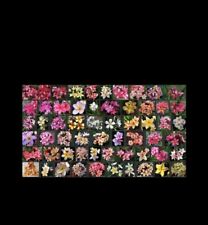 10x plumeria rubra for sale  NOTTINGHAM
