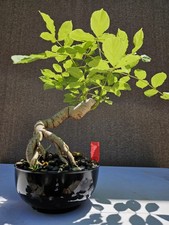 Old japanese wisteria for sale  Westminster
