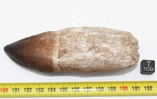 Dent mosasaurus anceps d'occasion  France