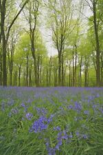 British wild flower for sale  WREXHAM