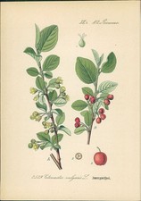 Chromolithographie zwergmispel gebraucht kaufen  Sibbesse