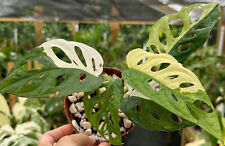 Variegated monstera adansonii for sale  USA