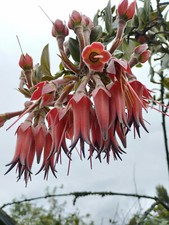 Ceratostema peruvianum rarely for sale  Berkeley