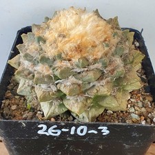 Riesiger ariocarpus pectinatus gebraucht kaufen Riesiger ariocarpus pectinatus gebraucht kaufen  Alzenau