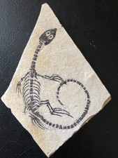 Amphibian vertebra nothosauria for sale  Clarksburg