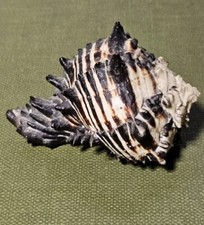 big hermit crab for sale big hermit crab for sale Cochran