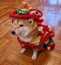 Costume per cane usato  Milano