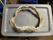 Tiger shark jaw for sale  USA