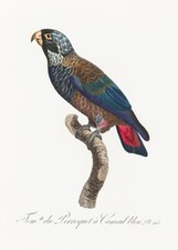 Bronze winged parrot for sale  USA