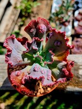 Echeveria speed bumps for sale  CLACTON-ON-SEA