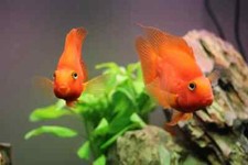 Live blood parrot for sale  Haslet