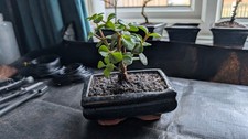 jade bonsai tree for sale  ARUNDEL