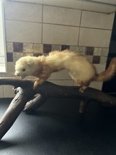 Taxidermy ferret stoat for sale  DONCASTER