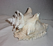 Large conch natural for sale  Saint Augustine