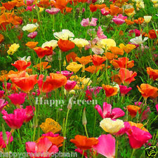 California poppy mix for sale  DONCASTER