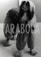 Vintage animali levriero usato  Roma