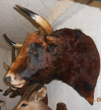 Trophée tete toros d'occasion  France