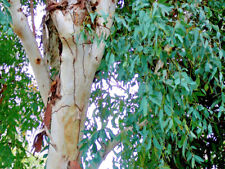 Eucalyptus camaldulensis red for sale  Shipping to Ireland