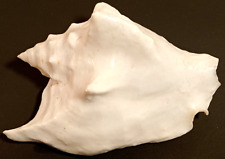 Conchiglia collezione collezio usato  Santena