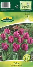 Tulpen parrot prince gebraucht kaufen  Quedlinburg
