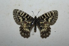 Dark form zerynthia usato  Italia